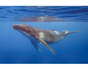 Por que a urina das baleias é tão importante para a vida marinha?