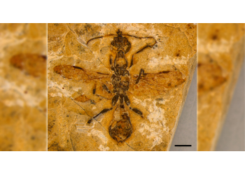 Fóssil de formiga mais antigo do mundo é encontrado no Nordeste brasileiro