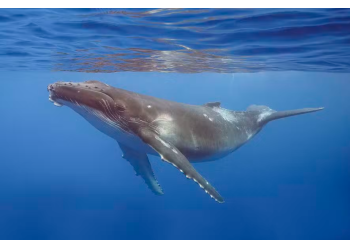 Por que a urina das baleias é tão importante para a vida marinha?